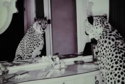 Nordic Furniture Group Posters & Tavlor > Tavla Cheeta