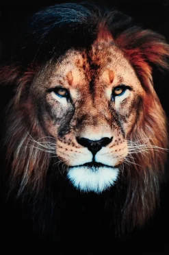 Sale Tavla Lion Posters & Tavlor