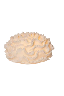 Star Trading Utebelysning > Utomhusdekoration Coral
