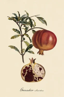 New Affisch Grenadier À Fruit Doux Posters & Tavlor