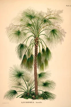 The Dybdahl Co. Posters & Tavlor > Affisch Livistona Humilis