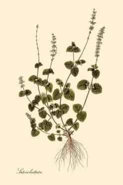 Online Affisch Salvia Bullata Posters & Tavlor