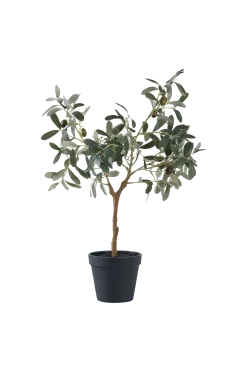 Clearance Olivträd Växter & Blommor